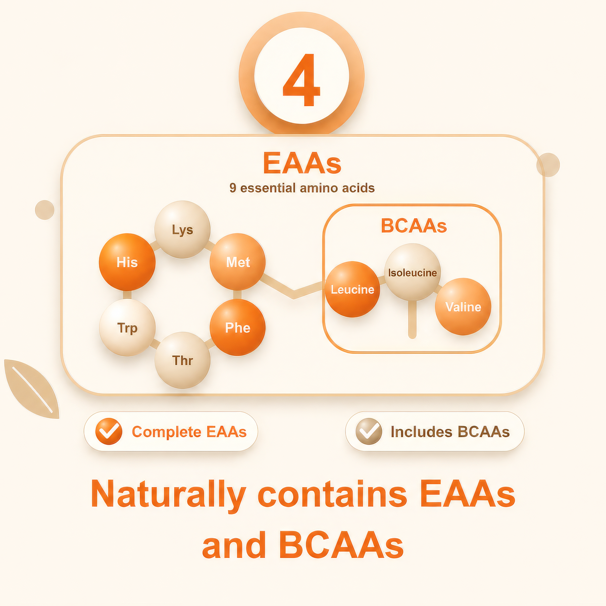 Diagram of essential amino acids (EAAs) and branched-chain amino acids (BCAAs) with labels on a light background.